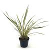 Phormium 'Golden Ray' Pot 2 Liter30 - 40 cm