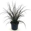 Phormium 'Jack Spratt' Pot 2 liter 25-30cm