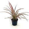Phormium 'Maori Maiden' Pot 2 Liter30 - 40 cm