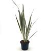 Phormium tenax Brown Sugar Pot 2 Liter30 - 40 cm