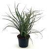 Phormium 'Tom Thumb' Pot 2 liter 25-30cm