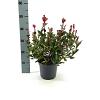 Photinia fraseri 'Little Fenna' Pot 3 Liter 30 - 40 cm