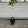 Photinia fraseri Pink Marble Pot 10 liter Stam 80 cm