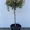 Photinia fraseri 'Red Robin' Pot 70 Liter Stam 80 cm