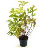 Physocarpus opulif. 'Dart's Gold' Pot 3 Liter 30 - 40 cm