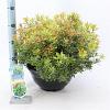 Pieris jap. Little Goldy Pot 7,5 Liter 30 - 40 cm