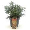 Pieris jap. 'Little Heath' Pot 2 Liter 20 - 30 cm