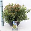 Pieris jap. 'Little Heath' Pot 7,5 Liter 30 - 40 cm