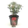 Pieris jap. Polar Passion Pot 2 Liter 20 - 30 cm