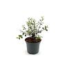 Pittosporum t. Dark Diva Pot 2 liter 25-30cm