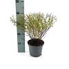 Potentilla f. 'Pretty Polly' Pot 2 Liter30 - 40 cm