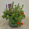 Potentilla f. 'Red Ace' Pot 2 liter 30-35cm