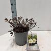 Potentilla f. 'Tilford Cream' Pot 2 liter 30-35cm