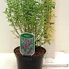 Prostanthera rotundifolia Pot 2 Liter30 - 40 cm