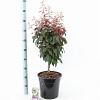 Prunus cer. Crimson Pointe Pot 10 liter 100 - 125 cm