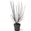 Prunus cistena Pot 12 liter 80 - 100 cm