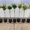 Prunus Gemengd Pot 10 liter Stam 80 cm