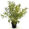 Prunus glandulosa Pot 3 Liter 30 - 40 cm
