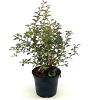 Prunus incisa 'Kojou-no-mai' Pot 3 Liter 30 - 40 cm