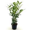 Prunus l. Genolia Pot 3 Liter 30 - 40 cm