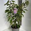 Prunus ser. 'Kanzan' Pot 10 liter 100 - 125 cm