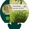 Pennisetum al. 'Little Bunny' Pot 9 cm