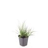 Pennisetum al. 'Little Bunny' Pot 9 cm