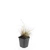 Pennisetum al. 'Little Bunny' Pot 9 cm
