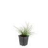 Pennisetum al. 'Little Bunny' Pot 9 cm