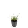 Pennisetum al. 'Little Bunny' Pot 9 cm
