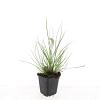 Pennisetum al. 'Little Bunny' Pot 9 cm