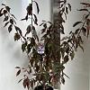 Prunus 'Trailblazer' Pot 10 liter 100 - 125 cm