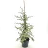 Pyracantha 'Sparkler' Pot 3 Liter 40 - 50 cm
