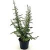 Pyracantha 'Teton' Pot 3 Liter 40 - 50 cm