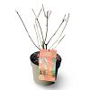 Quercus palustris Pot 4 Liter 30 - 40 cm