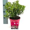 Rhododendron Bloombux Magenta Pot 2 Liter 20 - 30 cm