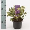Rhododendron 'Blue Silver' Pot 2 Liter 20 - 30 cm