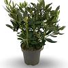 Rhododendron 'Cunningham's White' Pot 12 liter 60 - 80 cm