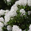 Rhododendron 'Cunningham's White' Pot 150 liter 110 - 120 cm