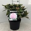 Rhododendron (Y) 'Doc' Pot 10 liter 40 - 50 cm