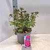 Rhododendron Flash Dance Pink Pot 5 Liter 20 - 30 cm