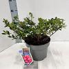 Rhododendron Flash Dance Salmon Pot 5 Liter 20 - 30 cm