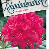 Rhododendron 'Nova Zembla' Pot 500 liter 180 - 190 cm