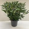 Rhododendron 'Roseum Elegans' Pot 12 liter 60 - 80 cm