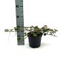 Rubus 'Betty Ashburner' Pot 2 liter 25-30cm