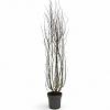 Salix babylonica 'Tortuosa' Pot 12 liter 125 - 150 cm