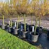 Salix babylonica 'Tortuosa' Pot 70 Liter Stam 80 cm