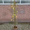 Salix caprea 'Kilmarnock' Pot 5 Liter Stam 120 cm