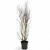 Salix 'Erythroflexuosa' Pot 12 liter 125 - 150 cm