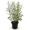 Salix gracilistyla 'Mt. Aso' Pot 3 Liter 30 - 40 cm